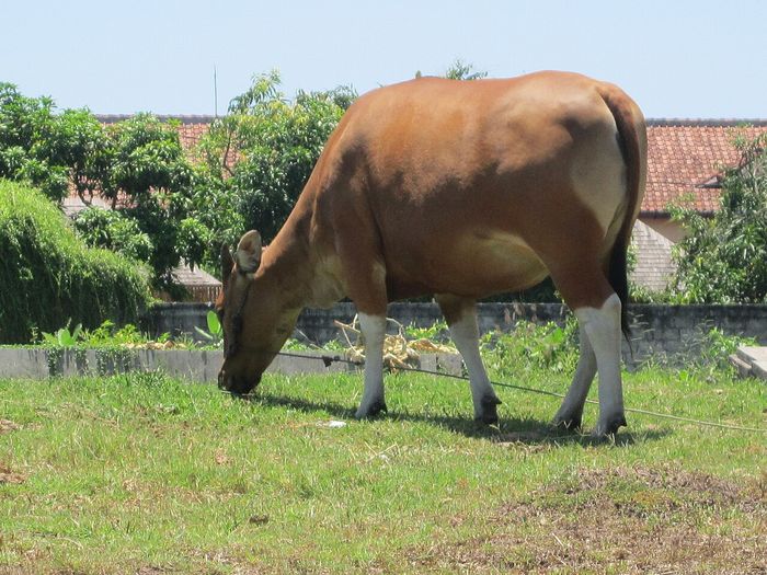 Sapi bali dengan pola warna tertentu cenderung tumbuh lebih besar dibanding sapi dengan pola warna lain.