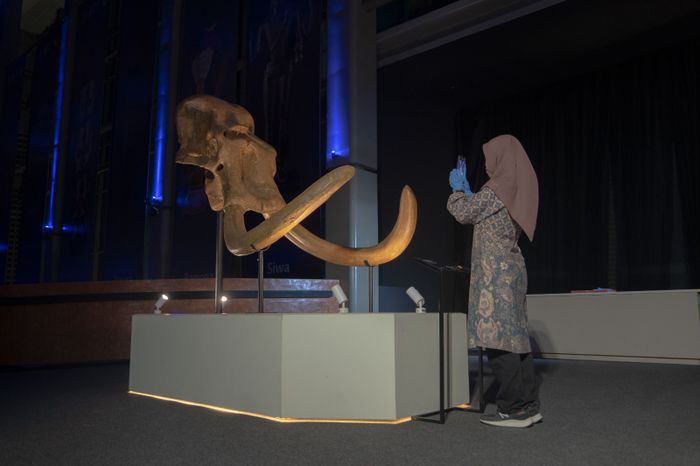 Staf Laboratorium Unit Krikilan, Museum Sangiran Sragen, Irma, memotret kranium gajah purba (Elephas hysudrindicus) di pameran 'Indonesia, The Oldest Civilization on Earth?' 130 Years After Pithecanthropus Erectus'.