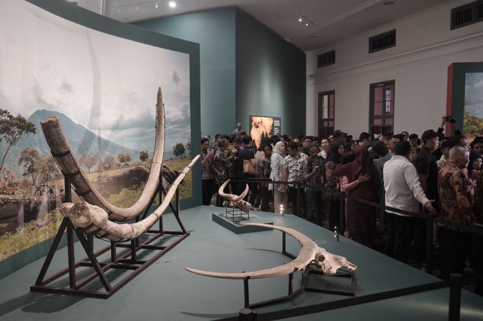 Pameran 'Indonesia, The Oldest Civilization on Earth? 130 Years After Pithecanthropus erectus' yang menampilkan gading gajah purba dan tanduk kerbau purba. Fosil-fosil ini memberikan konteks ekologi Homo erectus.