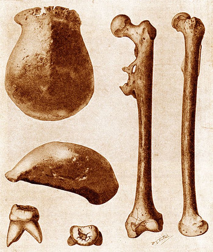 Fosil asli Pithecanthropus erectus (sekarang Homo erectus ) ditemukan di Jawa pada tahun 1891