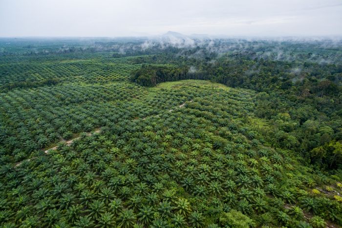 Di Desa Sentabai, Kalimantan Barat, ini terlihat perbatasan antara kawasan perkebunan kelapa sawit dengan kawasan hutan.