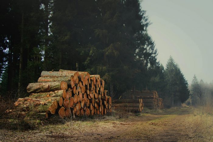 Pemerintah Indonesia berencana membuka 20 juta hektare hutan untuk pengembangan sektor pangan dan energi. Apa dampak buruknya bagi kita semua?