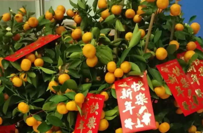 Pohon Tangerin atau Kumquat &ndash; Simbol Kekayaan dan Keberuntungan
