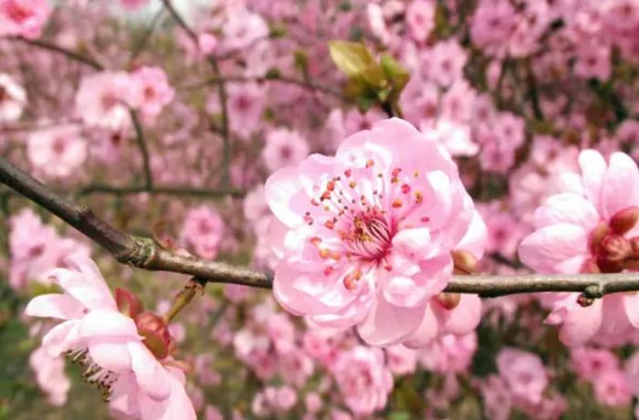 Bunga Persik &ndash; Simbol Romansa dan Pertumbuhan