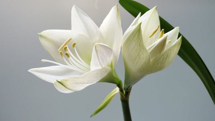 White lily