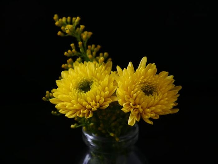 Chrysantemum