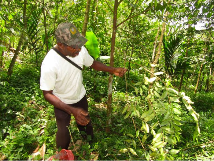 'Inovator Teh Gaharu' karya Nelson N Giay, petani berusia 29 tahun. Ia menuturkan dalam takarir fotonya: Bapak Silas Giay adalah salah seorang petani di Kampung Imsar yang membudidayakan tanaman gaharu. Menurut Bapak Silas Giay, tanaman gaharu memiliki banyak manfaat. Ia mengolah daun gaharu menjadi teh yang memiliki khasiat untuk menyembuhkan berbagai macam penyakit, di antaranya adalah gula darah, kudis, paru-paru, stroke ringan, dan untuk kesehatan lainnya seperti diet, serta untuk bahan kecantikan memperhalus wajah.