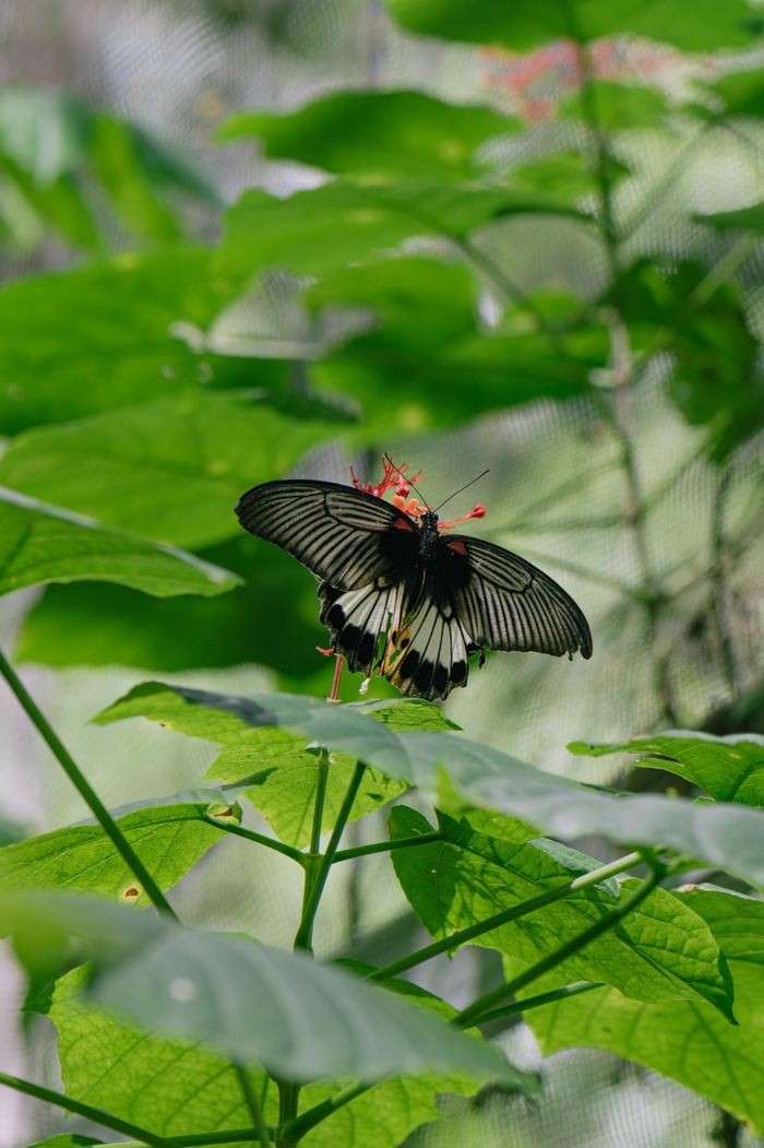 Seekor Papilio memnon tengah menghisap nektar bunga pagoda (Clerodendrum), satu dari sejumlah tanaman pangan kupu-kupu yang ada di penangkaran Egy.