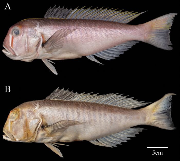 Branchiostegus sanae, ikan yang namanya terinspirasi dari San, sang putri pejuang yang ikonik dari film animasi legendaris Studio Ghibli, 'Princess Mononoke'.