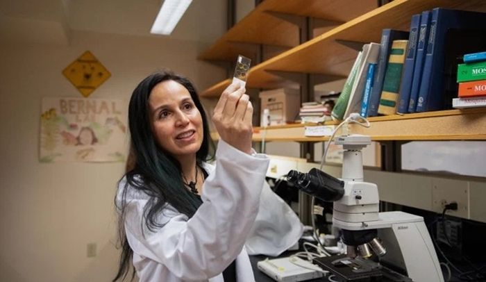 Profesor Universitas Purdue Ximena Bernal mempelajari bagaimana musuh alami membentuk sistem komunikasi hewan, dengan fokus pada nyamuk yang menguping katak.