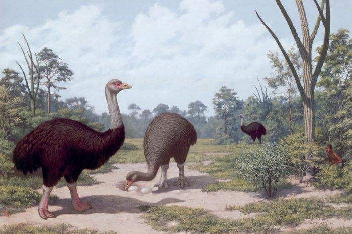 Burung gajah termasuk dalam kelompok burung yang tidak bisa terbang yang disebut ratite, yang anggotanya meliputi burung kiwi, burung unta, burung rhea, burung emu, dan kasuari.