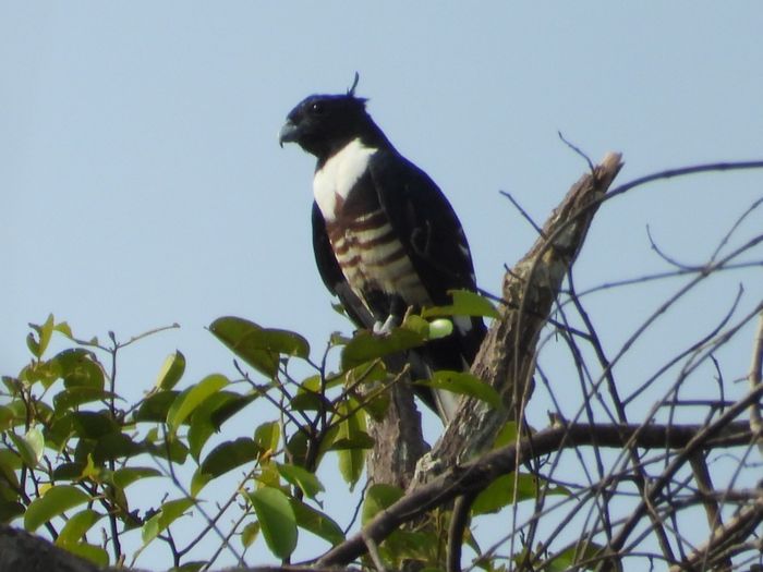 Baza hitam (Aviceda leuphotes), salah satu jenis burung migran yang ditemukan di Cagar Biosfer Giam Siak Kecil-Bukit Batu,Riau.