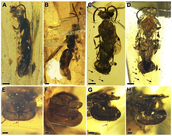 A–D menunjukkan pandangan lateral dan dorsal tawon. E–H menunjukkan bagian belakang tubuh tawon, termasuk ovipositornya (ditandai dengan panah oranye), dengan bilah-bilah yang ‘terbuka’ dalam berbagai tingkat.