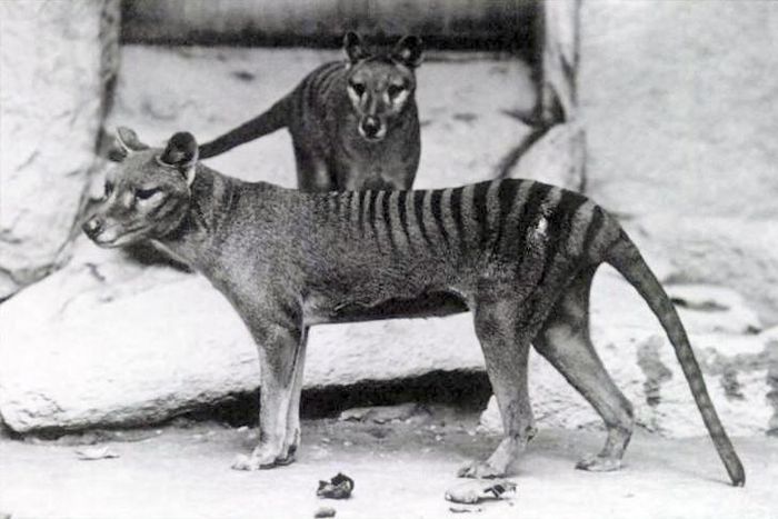 Thylacine atau harimau tasmania