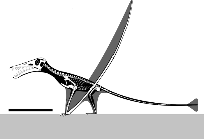 Diagram kerangka yang direkonstruksi dari spesimen raksasa Rhamphorhynchus.