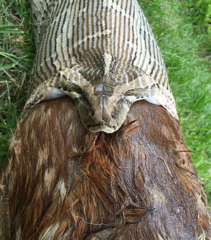 Ular piton Burma memuntahkan rusa berekor putih dewasa di Taman Nasional Everglades.