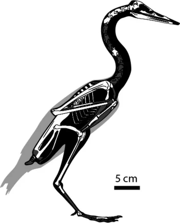 Rekonstruksi rangka burung Vegavis iaai. Tulang tengkorak dan rangka yang diawetkan digambarkan dalam warna putih.