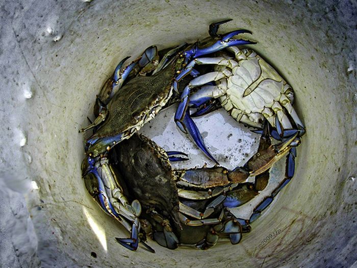 Crab mentality