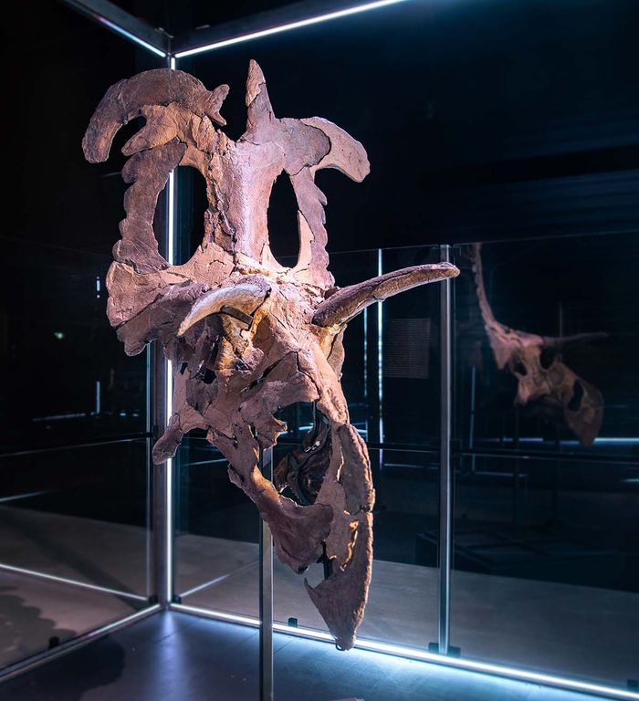 Tulang tengkorak fosil Lokiceratops direkonstruksi dan dipamerkan di Museum of Evolution, Denmark.
