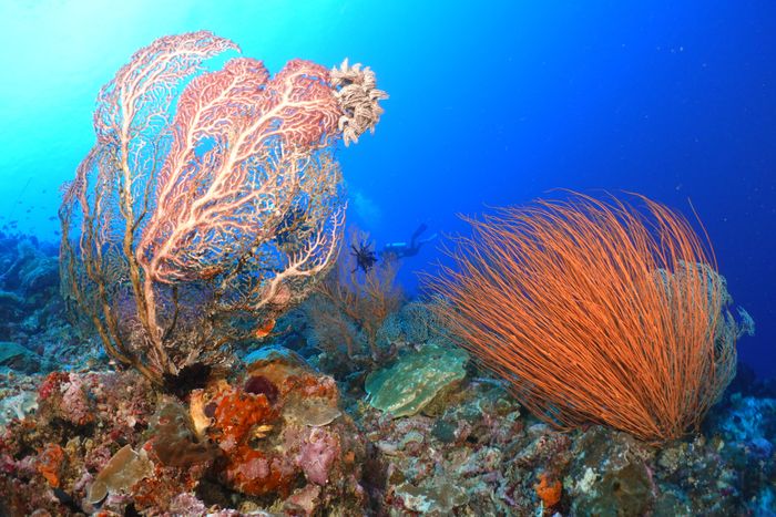 Kondisi bawah laut di perairan Pulau Teon, Kabupaten Maluku Tengah, Provinsi Maluku.