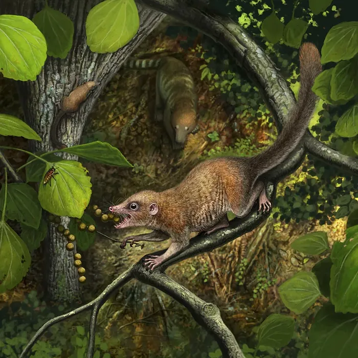 Purgatorius, primata tertua yang diketahui, diperkirakan merupakan salah satu penyintas asteroid.