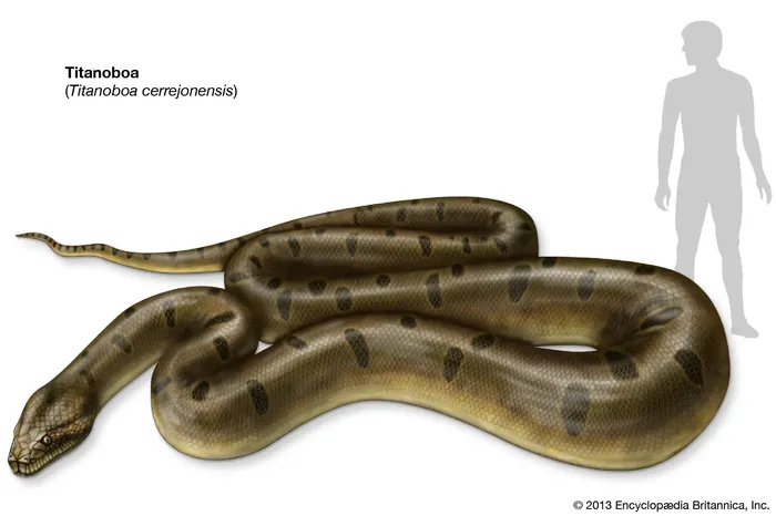 Titanoboa (Titanoboa cerrejonensis).
