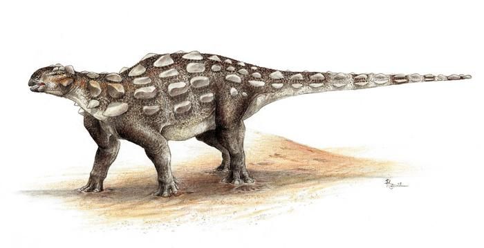 Jejak kaki dinosaurus baru yang dinamai Ruopodosaurus clava dibuat oleh dinosaurus berzirah dari kelompok ankylosaurid. Meskipun spesies pastinya belum diketahui, kemungkinan besar dinosaurus itu mirip dengan Gobisaurus atau Jinyunpelta, yang keduanya ditemukan di Tiongkok.