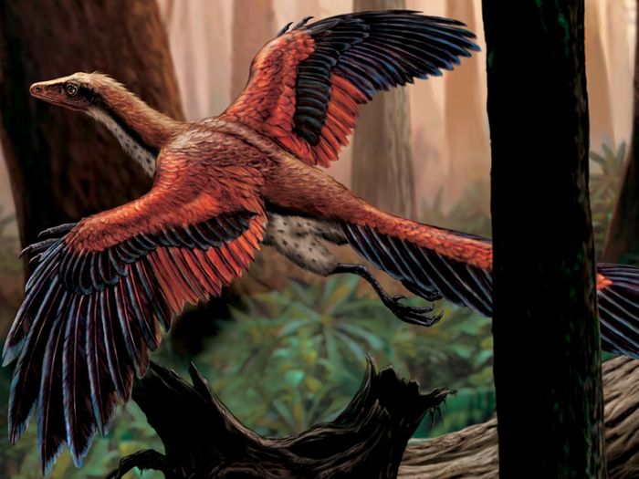 Archaeopteryx adalah salah satu dinosaurus mirip burung paling awal.