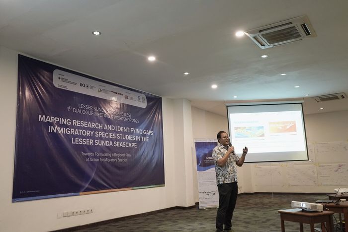 Focal Species Conservation Senior Manager Konservasi Indonesia, Iqbal Herwata, menyebut kawasan BLSK merupakan habitat kunci bagi spesies laut bermigrasi.