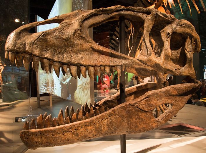 Tengkorak Carcharodontosaurus.