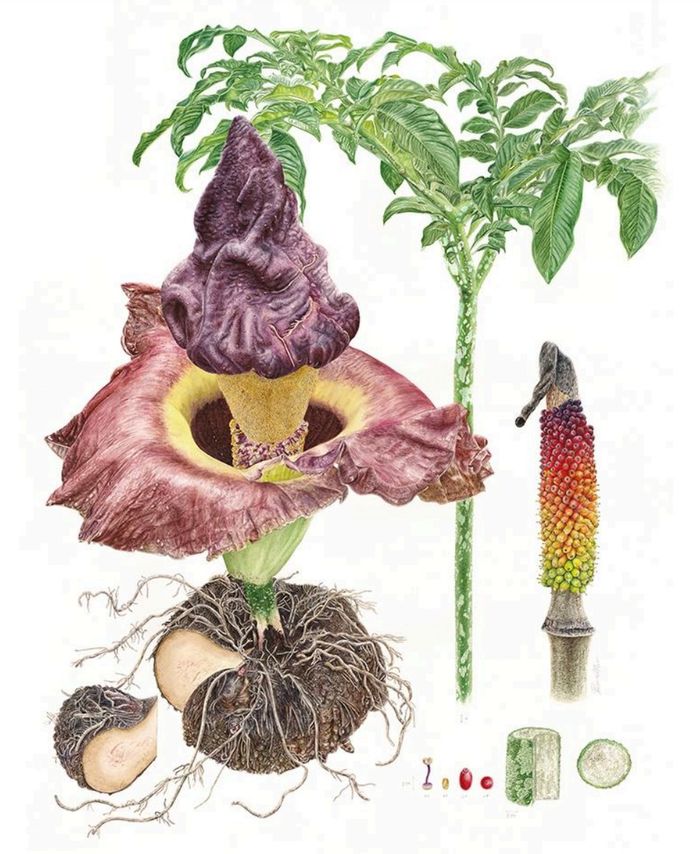 &rsquo;Miraculous Destiny&rsquo;, Amorphophallus paeoniifolius, karya Prima Milawati. Cat air pada kertas, 75 x 56 cm (2025). 