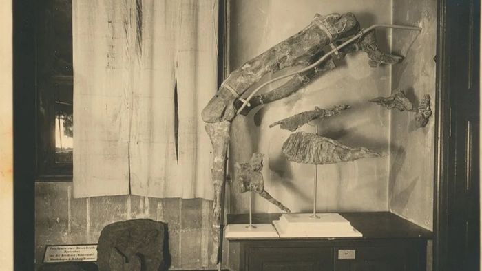 Sisa-sisa kerangka Tameryraptor markgrafi di Alte Akademie sebelum hancur dalam Perang Dunia II.