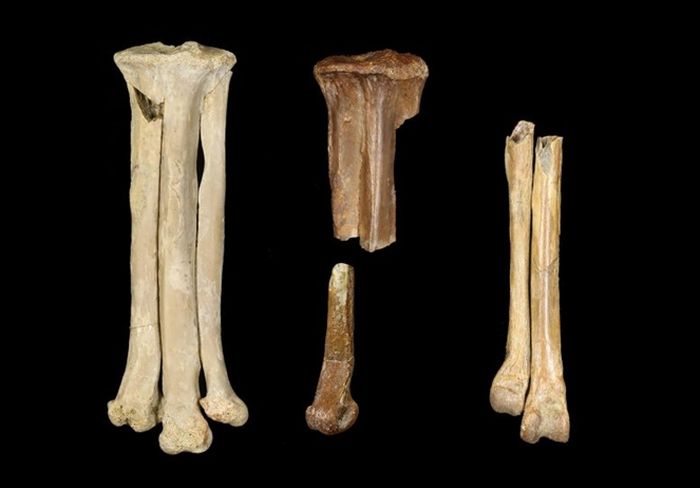 Tiga spesimen fosil (dari kiri ke kanan), Avisaurus darwini, Avisaurus sp., dan Magnusavis ekalakaensis, semuanya diwakili oleh tarsometatarsus. Semuanya ditunjukkan dalam skala yang sama.