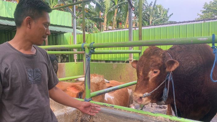 Sapi kurba Prabowo di kawasan Pondok Cabe, Tangerang Selatan, Jumat (30/5/2025).