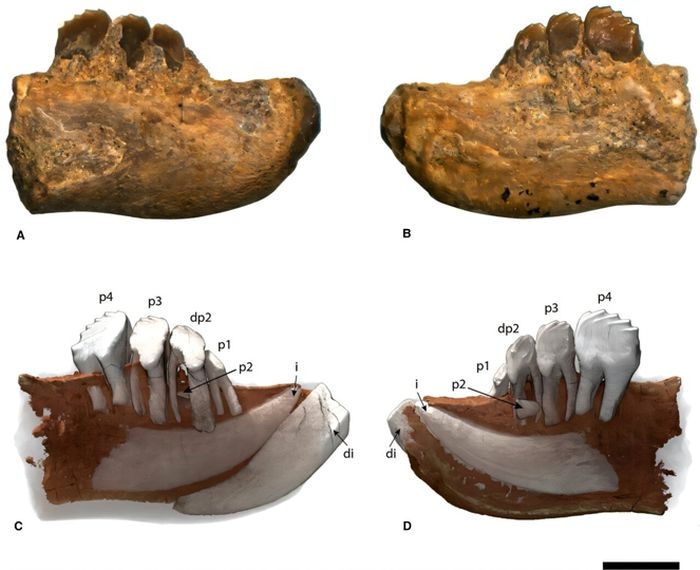 Penjelasan gambar: A) Gambar menunjukkan tulang rahang fosil (SHN.830) dari sisi luar (lateral) dan dalam (medial). B) Model 3D yang menunjukkan gigi seri yang tidak erupsi. Skala batang adalah 2 mm.