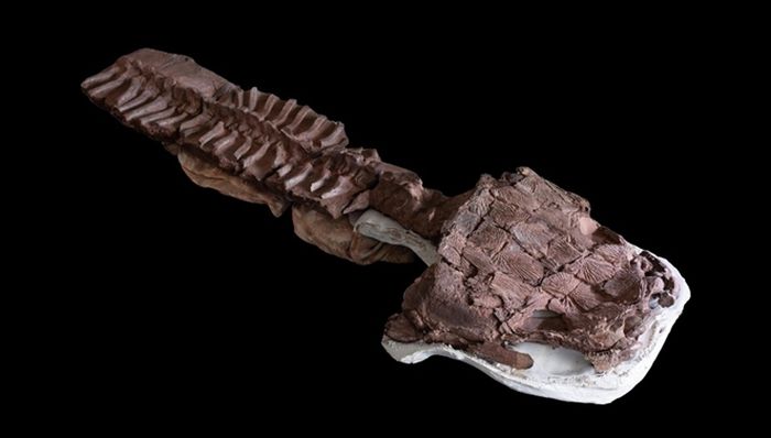 Kerangka fosil, termasuk tengkorak dan tulang belakang Gaiasia jennyae, makhluk rawa raksasa yang hidup di era sebelum dinosaurus.