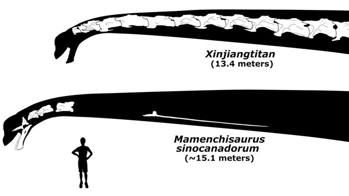 Leher Mamenchisaurus sinocanadorum (bawah) yang memecahkan rekor, dengan tulang-tulang yang diketahui berwarna putih. Kemudian, kerabat dekatnya Xinjiangtitan (atas), sauropoda yang memiliki leher terawetkan paling lengkap.