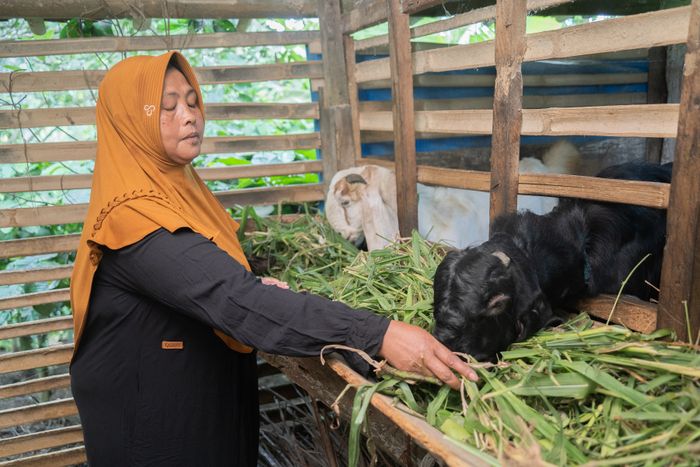 Karsini (50) sedang memberi makan kambing peliharaannya di kandang di sebelah rumahnya di Desa Plukaran, Kabupaten Pati, Jawa Tengah.