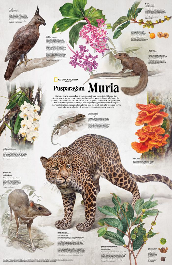 Pusparagam Muria, sejumput keanekaragaman hayati di bentang alam Gunung Muria. Satwa: elang jawa, tupai, cecak batu, kancil, dan macan tutul jawa. Puspa: parijoto, bergat, anggrek bulan, jamur merah yang menggelayuti pohon mranak.