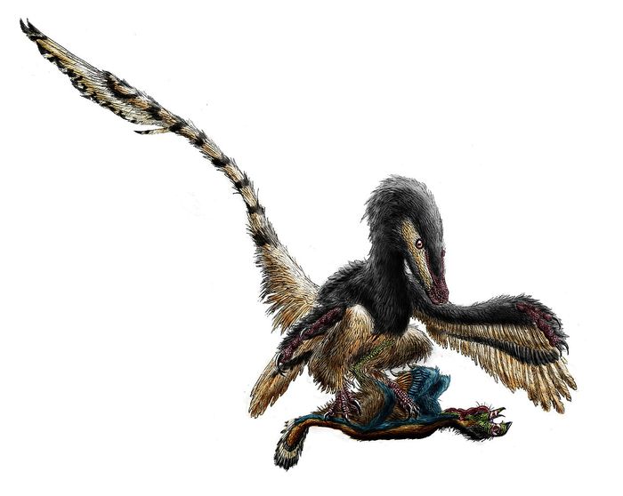 Cakar velociraptor bukanlah alat untuk mengeluarkan isi perut mangsanya.