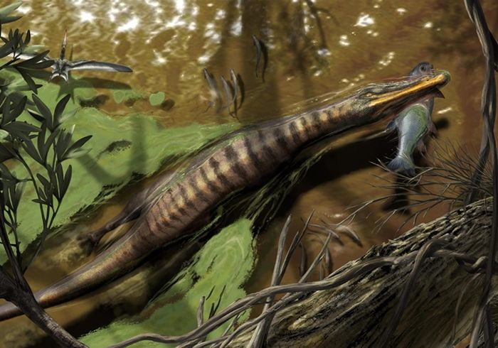 Baryonyx, dari Surrey di Inggris, berenang melalui sungai kuno dengan seekor ikan di rahangnya. Seperti kerabatnya yang jauh lebih besar di Afrika, Spinosaurus, Baryonyx memiliki tulang yang padat, yang menunjukkan bahwa ia juga menghabiskan sebagian besar waktunya di dalam air.