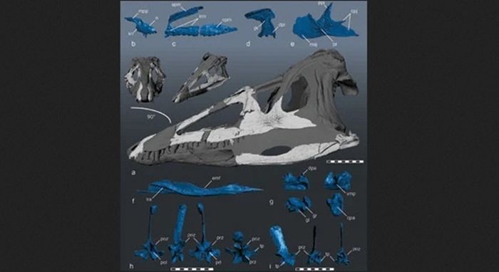 Tengkorak Carnufex carolinensis yang direkonstruksi. Model permukaan 3D tulang tengkorak ditampilkan dalam warna putih. Area abu-abu adalah elemen yang hilang yang direkonstruksi dari kerabat dekat Carnufex.