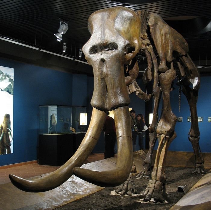 Mamut stepa