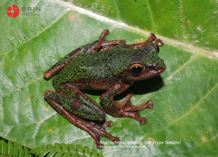 Spesies baru katak pohon Rhacophorus boeadii diambil dari nama mendiang Drs. Boeadi, seorang naturalis dan ilmuwan dari Museum Zoologicum Bogoriense (MZB) yang telah berkontribusi terhadap dunia ilmu zoologi dan konservasi satwa herpetofauna di Indonesia.  Peneliti herpetologi BRIN, Amir Hamidy, yang menjadi peneliti utama dalam makalah penemuan spesies baru ini, menjelaskan bahwa Rhacophorus boeadii sp.nov. memiliki karakter morfologis yang membedakannya dari tiga spesies Rhacophorus Sulawesi lainnya, yakni Rhacophorus edentulus, Rhacophorus georgii, dan Rhacophorus monticola.  &ldquo;Katak ini berukuran sedang, dengan panjang tubuh jantan sekitar 40-45 mm dan betina 48-54 mm,