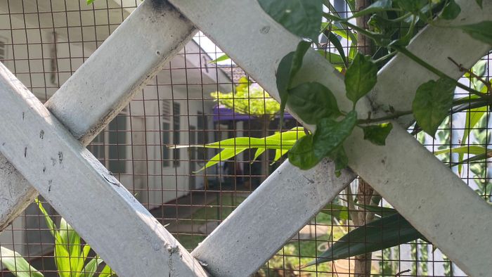 Kost TKP tewasnya Diplomat Muda ADP di Gondia International Guest House, Gondangdia, Sabtu (12/7/2025).