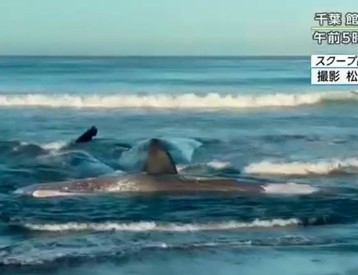 Warga di pesisir pantai Kota Tateyama, Chiba, menemukan 4 ekor paus yang terdampar ke daratan, Rabu (30/7/2025)