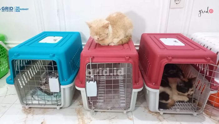 Kondisi terkini kucing-kucing Uya Kuya usai penjarahan.