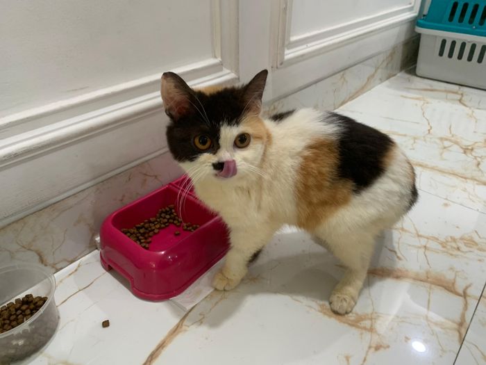 Kondisi Saiso, kucing Uya Kuya yang sempat alami malnutrisi dan dijarah massa.