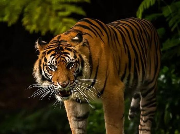 Safari malam di Taman Safari Indonesia