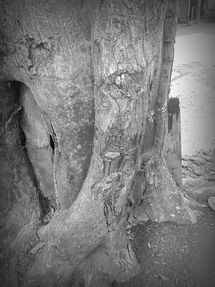 Foto kondisi pohon yang diduga ditabrak Gary Iskak saat kecelakaan.